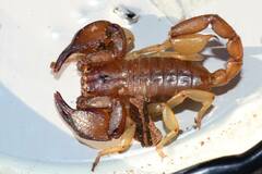 Euscorpius tergestinus