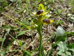 Ophrys sicula