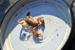 Euscorpius tergestinus