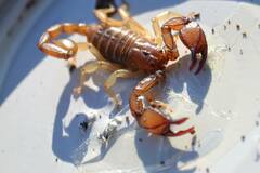 Euscorpius tergestinus