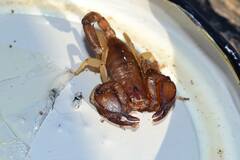 Euscorpius tergestinus