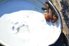 Euscorpius tergestinus