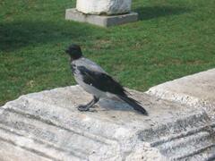 Corvus cornix