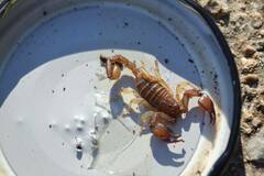 Euscorpius tergestinus