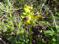 Ophrys sicula