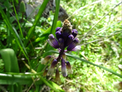Bellevalia trifoliata