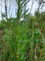 Cliffortia strobilifera