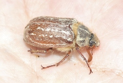 Polyphylla uteana