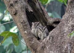 Otus bakkamoena