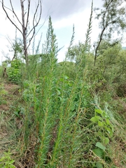 Cliffortia strobilifera