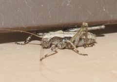 Tettigoniinae