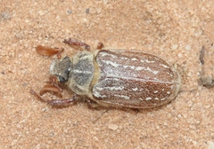 Polyphylla uteana