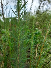 Cliffortia strobilifera