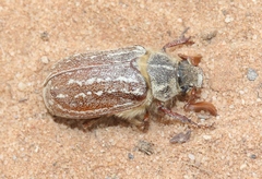 Polyphylla uteana