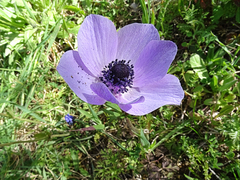 Anemone coronaria