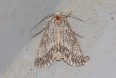 Sympistis poliochroa