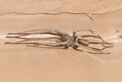 Kukulcania