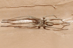 Kukulcania