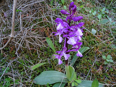 Orchis anatolica