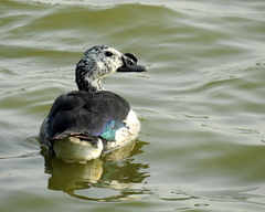 Sarkidiornis melanotos