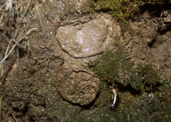 Bothriocyrtum californicum