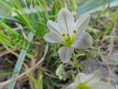 Gagea graeca