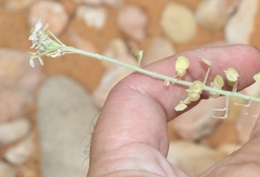 Dimorphocarpa wislizeni