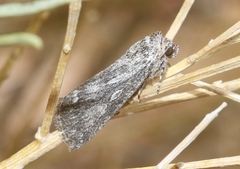 Sympistis poliochroa