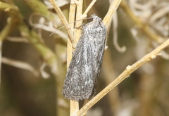 Sympistis poliochroa