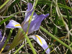 Iris unguicularis carica