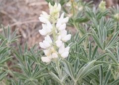 Lupinus sericeus