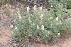 Lupinus sericeus
