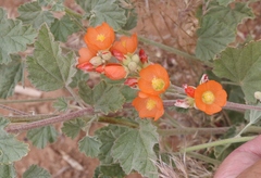 Sphaeralcea parvifolia