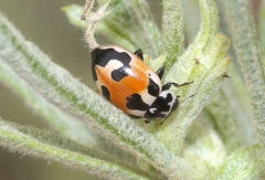 Hippodamia apicalis