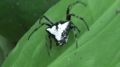 Verrucosa scapofracta