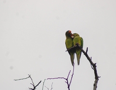 Eupsittula canicularis