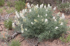Lupinus sericeus