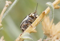 Cryptocephalus