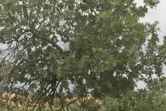 Quercus gambelii
