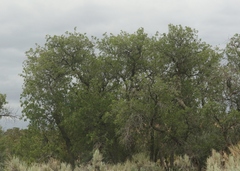 Quercus gambelii