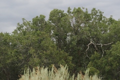 Quercus gambelii
