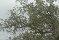 Quercus gambelii