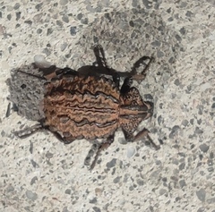 Brachycerus undatus