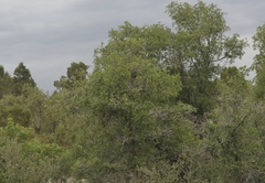 Quercus gambelii