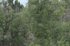 Quercus gambelii
