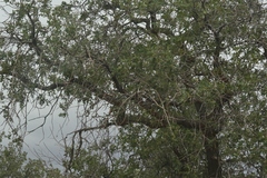 Quercus gambelii