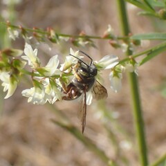 Anthidium
