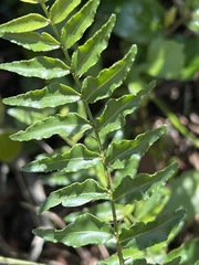 Zanthoxylum davyi