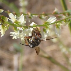 Anthidium