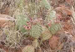 Opuntia pinkavae